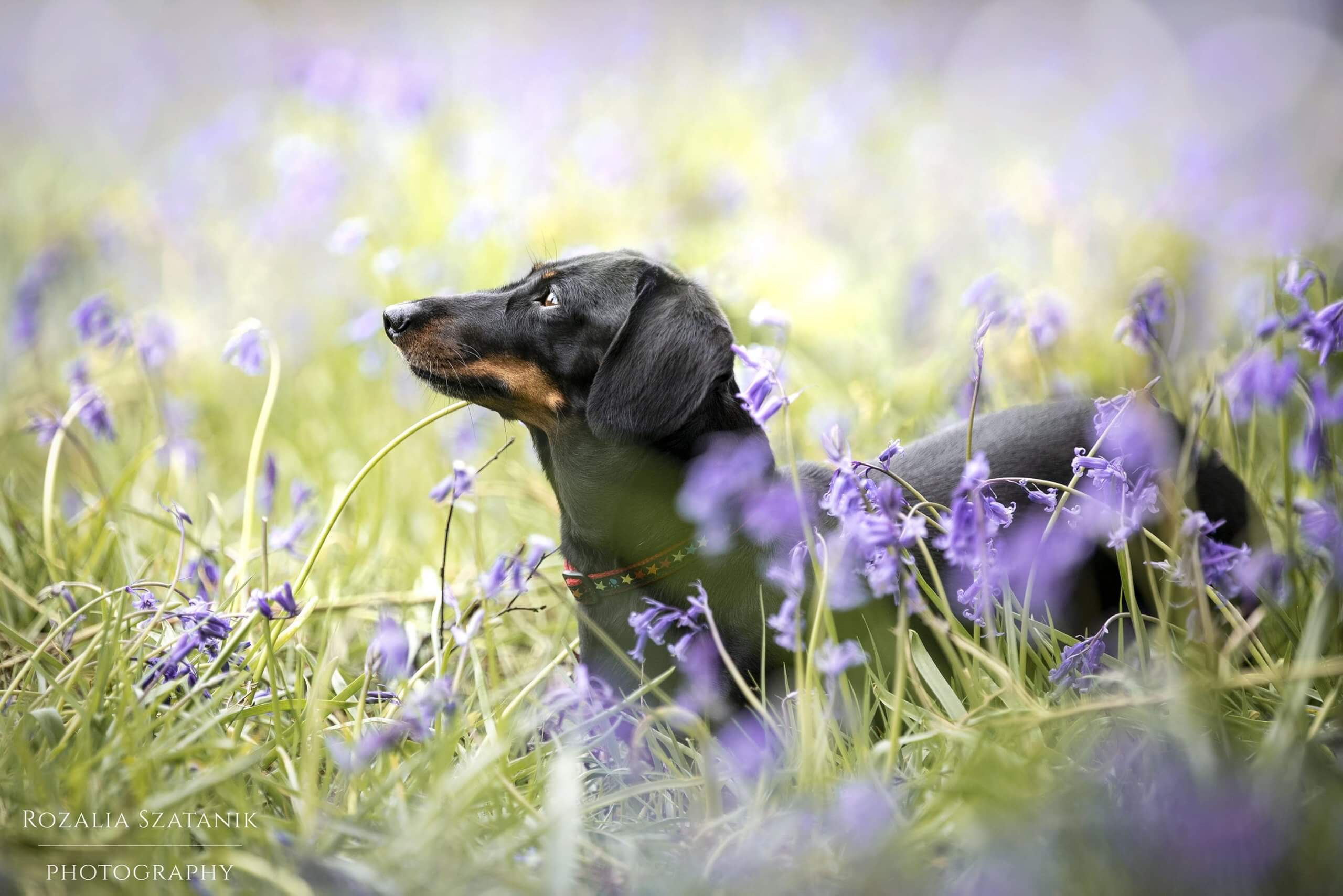 Winner small image - Rozalia Szatanik Photography